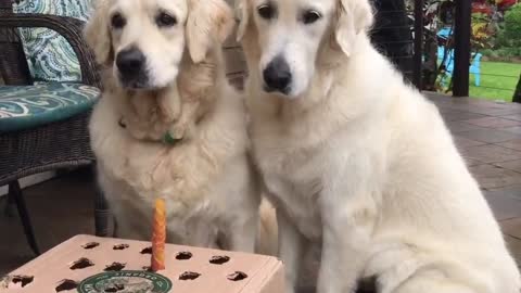 video about 2 dogs who like to eat carrots
