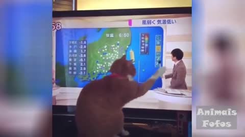 The funniest Animals of the Day