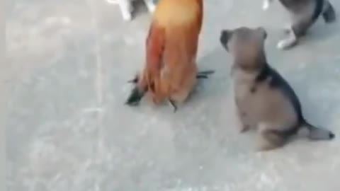 Chicken VS Dog Fight Funny Dog Fight