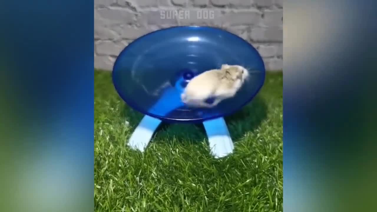 AWW! Cute And Funny Hamster Video Compilation