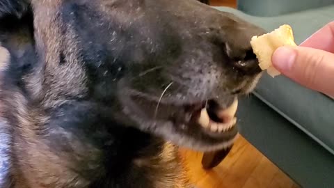 Pizza Loving Dogs Have One Difference