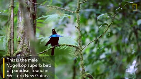 Amazing bird Rare in the world
