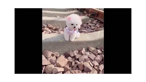 DOG AND CAT FUNNY CLIPS