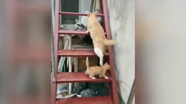 Moments Of Super Funny Animals 😻 Smart Cats And Cute Dogs 🐶 | Funny And Crazy Animals Compilation