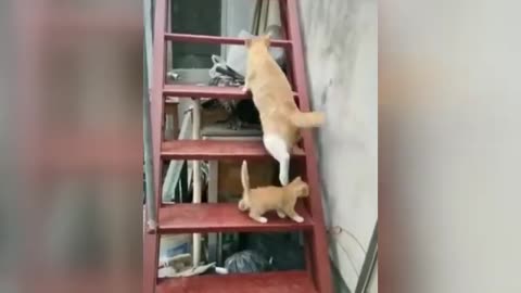 Moments Of Super Funny Animals 😻 Smart Cats And Cute Dogs 🐶 | Funny And Crazy Animals Compilation