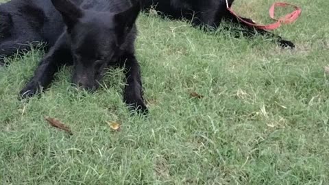 Pure Black German Shepherd Dog Video | Black German Shepherd Puppies