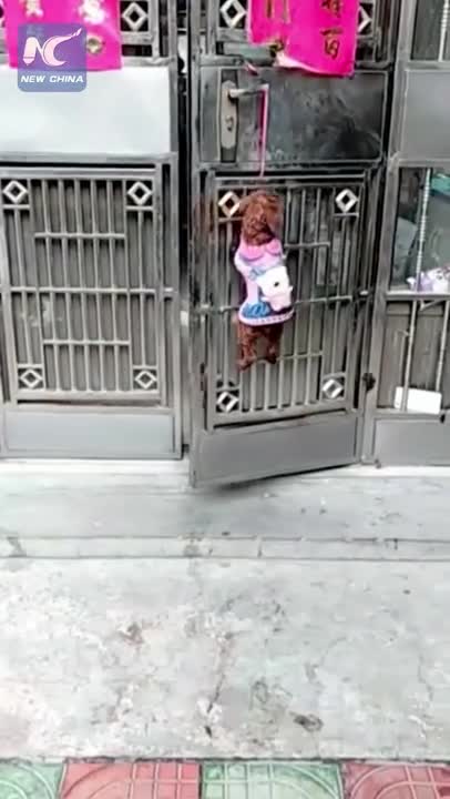 El genial trabajo en equipo de tres astutos perritos para entrar y salir de casa