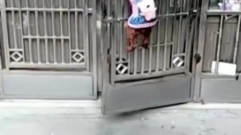 El genial trabajo en equipo de tres astutos perritos para entrar y salir de casa
