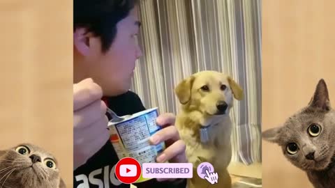 Dog looking at his Owner eating.