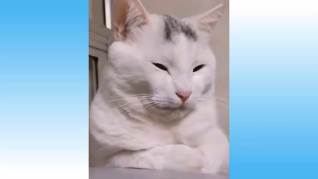 smart and very funny fluffy pet cat