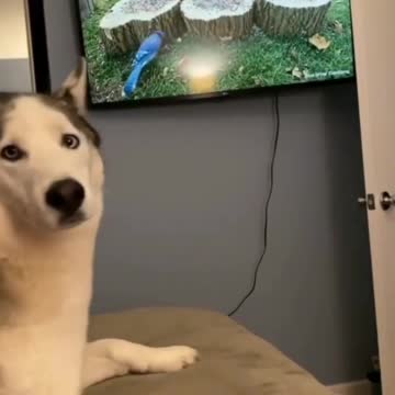 Cat Eat the Birds From TV Screen