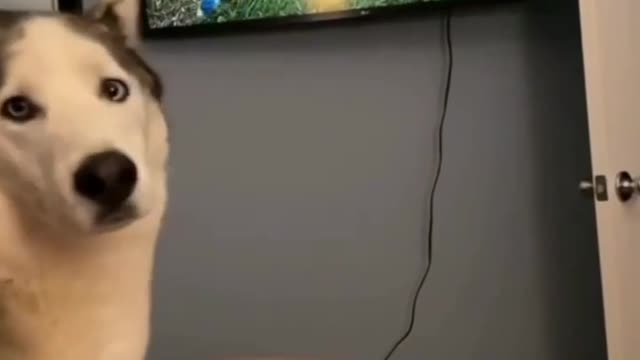 Cat Eat the Birds From TV Screen