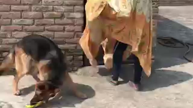 German Shepherd GhostMask Prank Share I DOG PRANK Funny Video .