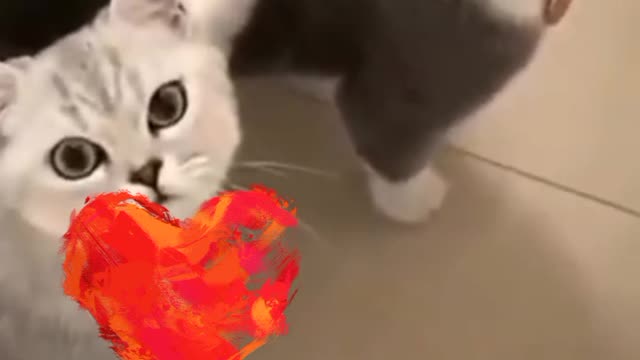 Two cats were in love but this brother spoiled everything ♥️♥️😂 So Funny