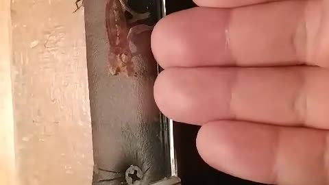 Tiny Reptiles? chameleon?