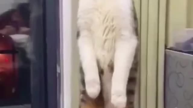 cute funny cat videos on rumble very funny animals