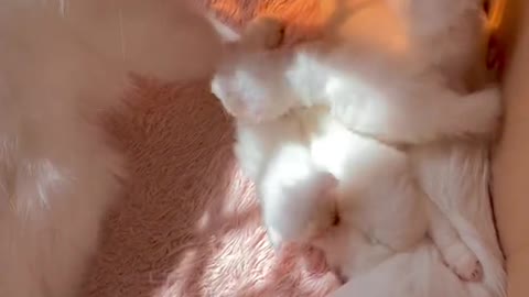 Kitten playing with mother