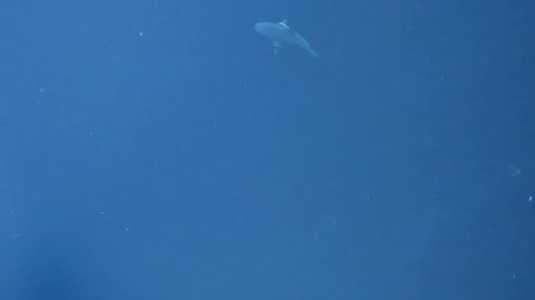 Bull shark greeting