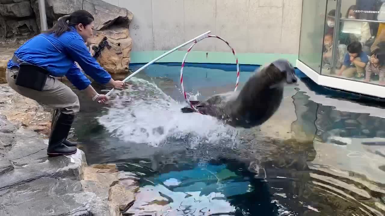 seal jump