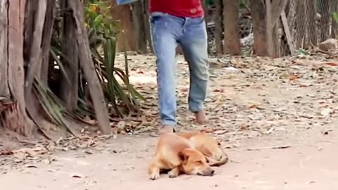 Funny Prank Dog with Fake Lion