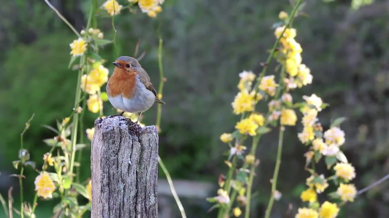 Can you Guess this Bird's name?