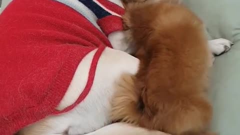 Golden Retriever Seven and Pomeranian Nani are friends.