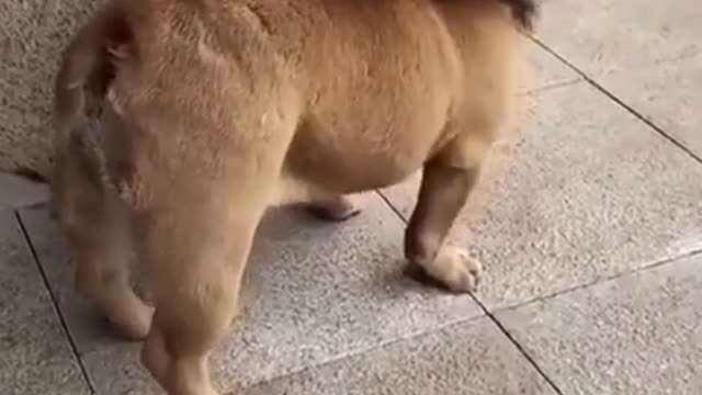 Adorable dog funny video