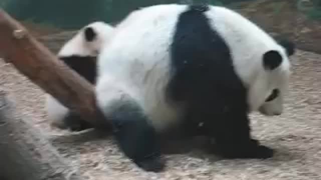 panda paying and rubbing his back on tree for little bit enjoy