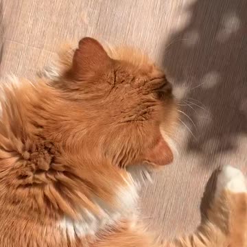 A cat in the sun.