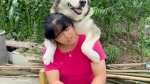 dog playing in water