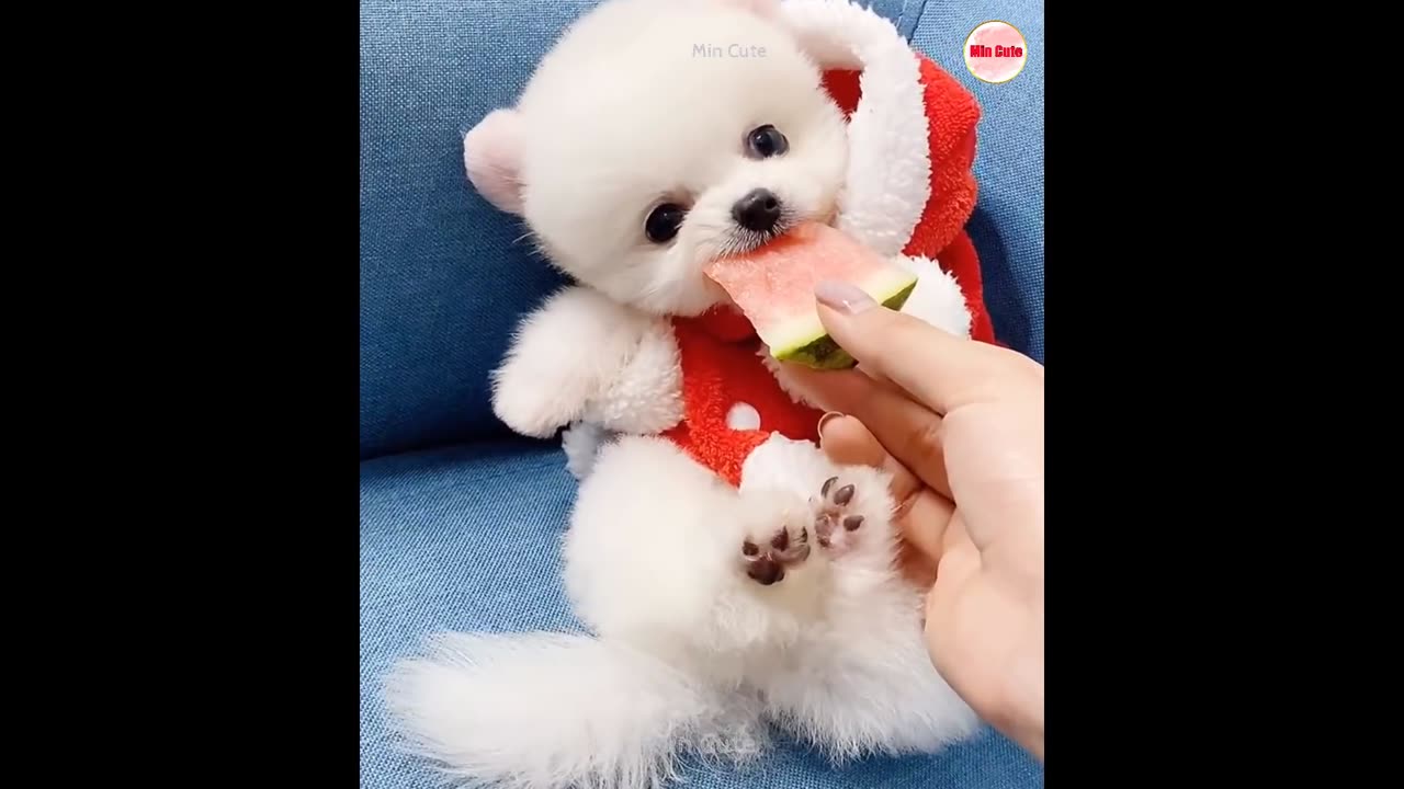 Funny and Cute Pomeranian 😍