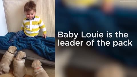 Adorable litter of pugs follows baby