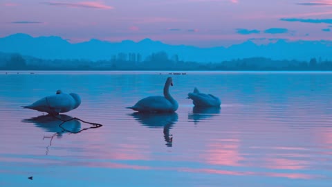 The lake at dawn and the family of three graceful swans