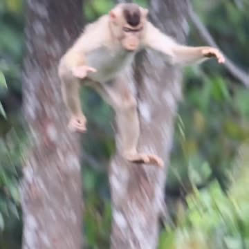 Monkey video | Animal video | wildlife video|