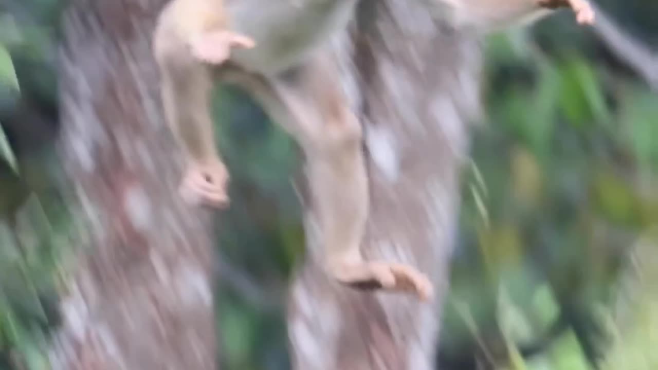 Monkey video | Animal video | wildlife video|