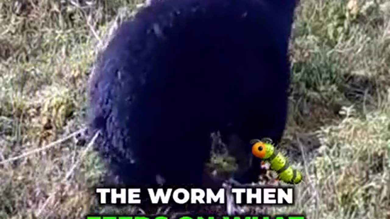 Tape worms