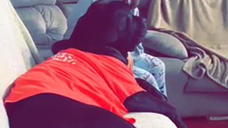 Cane Corso snuggling his person