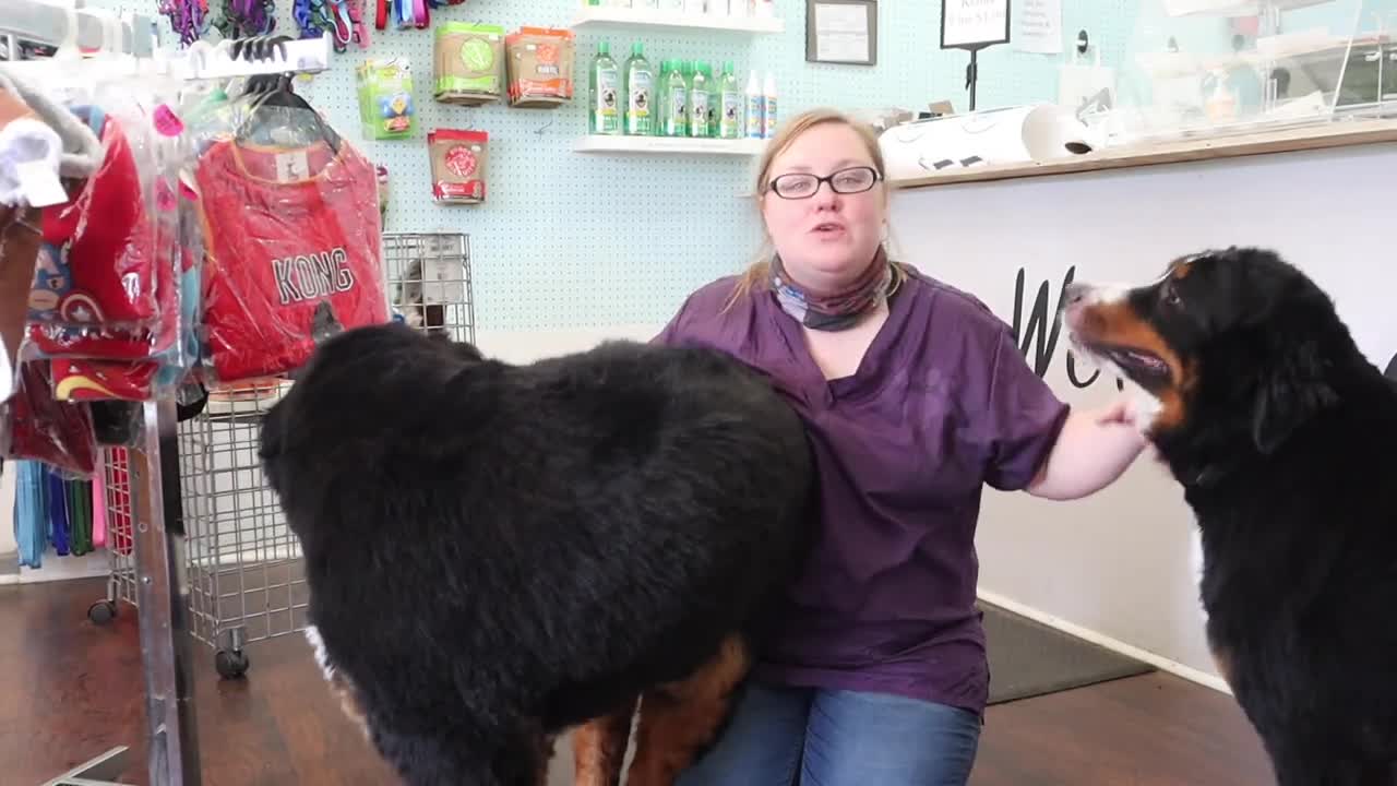 Dog grooming with haircut