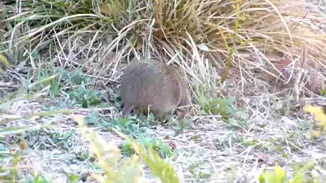 A southern brown bandicoot ambling gait