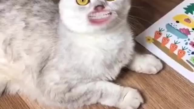 Cute cats, funny cat videos ,cute animals compilation