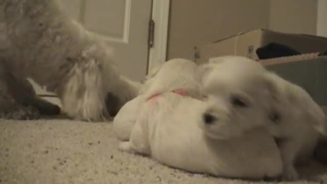 CUTE PUPPIES 2 Weeks Old Twitching and Eating Solid Food #Trending