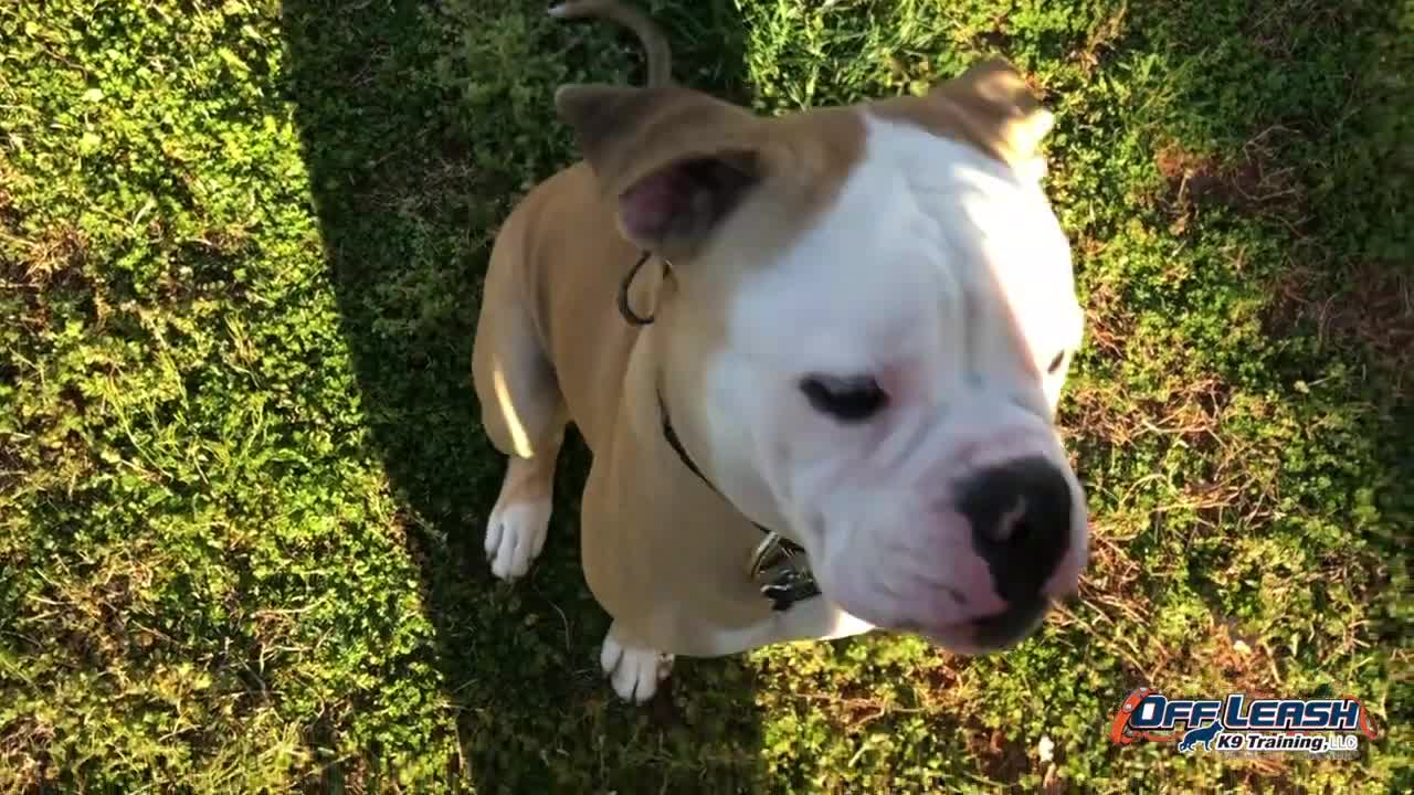 10 Month Old American Bulldog Training