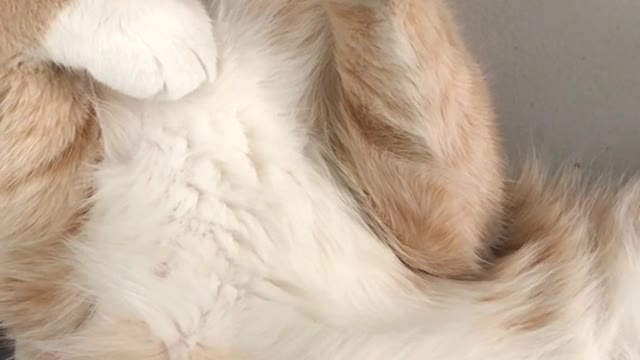 Cute cat video