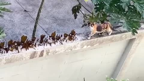 Stray Cat Easily Navigates Protected Wall