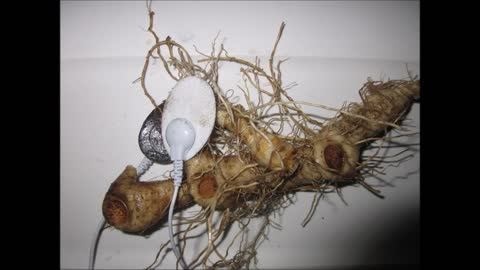 Interesting History Solomon's Seal Roots October 2021