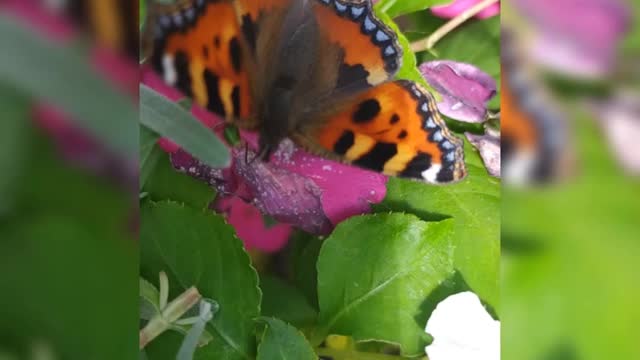 Small tortoiseshell butterfly