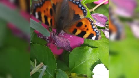 Small tortoiseshell butterfly