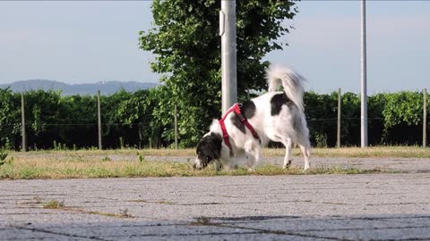 Black & White Dog | Biyutiful Dog Play