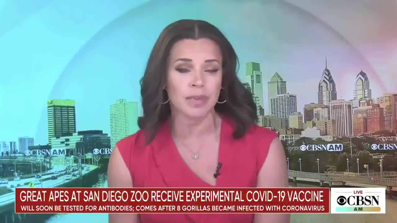 Great apes at the San Diego Zoo just became the first non-humans to receive the COVID "vaccine"