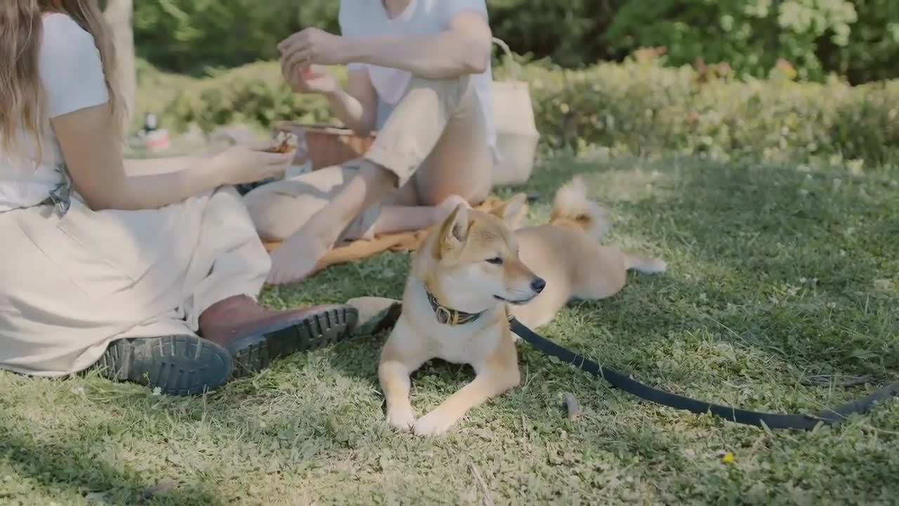 Famous Dog Video